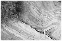 Detail of sandstone swirl. Gold Butte National Monument, Nevada, USA ( black and white)