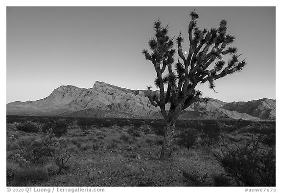 Joshua tree, Virgim Mountains, and moon at sunset. Gold Butte National Monument, Nevada, USA