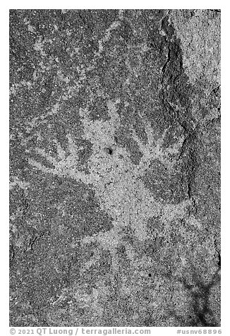 Close-up of horned lizard petroglyph, Shooting Gallery. Basin And Range National Monument, Nevada, USA