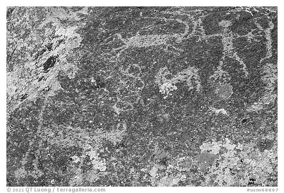 Close up of petroglyphs including mountain lion, Shooting Gallery. Basin And Range National Monument, Nevada, USA