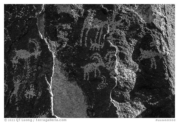 Sheep petroglyphs and light, Shooting Gallery. Basin And Range National Monument, Nevada, USA (black and white)