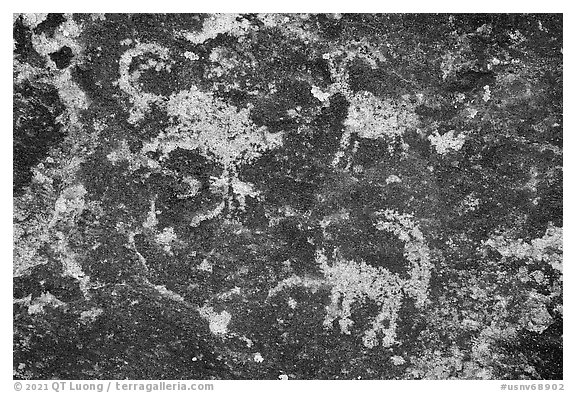 Sheep petroglyphs from seven sheep panel, Shooting Gallery. Basin And Range National Monument, Nevada, USA