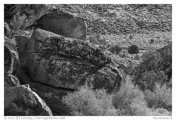 Seven sheep rock art panel, Shooting Gallery. Basin And Range National Monument, Nevada, USA (black and white)