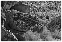Seven sheep rock art panel, Shooting Gallery. Basin And Range National Monument, Nevada, USA ( black and white)
