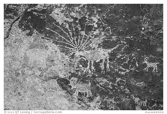 Starburst deer petroglyph panel, Shooting Gallery. Basin And Range National Monument, Nevada, USA