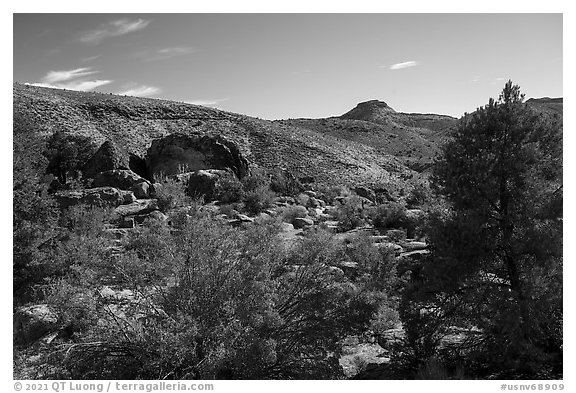 Shooting Gallery petroglyph area. Basin And Range National Monument, Nevada, USA (black and white)