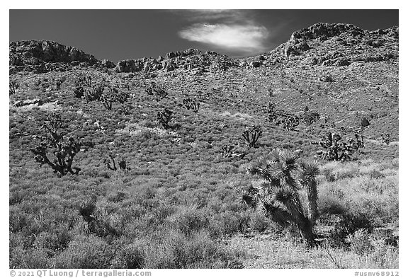 Yuccas near Badger Mountain. Basin And Range National Monument, Nevada, USA