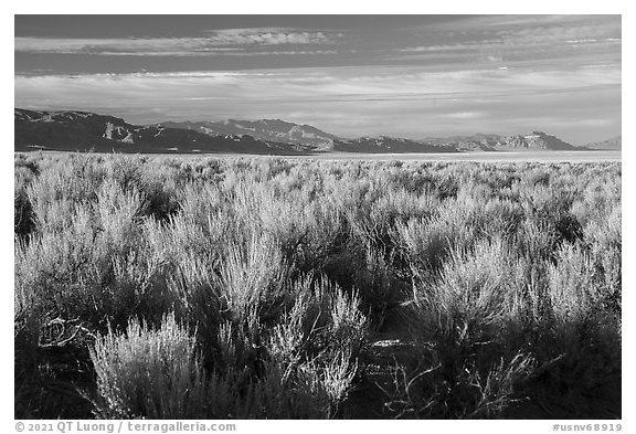 Sagebrush in Coal Valley. Basin And Range National Monument, Nevada, USA