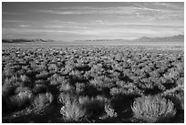 Coal Valley, late afternoon. Basin And Range National Monument, Nevada, USA ( black and white)