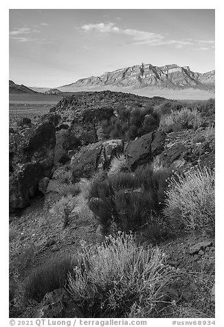 Blooms, Garden Valley and Worthington Mountains. Basin And Range National Monument, Nevada, USA