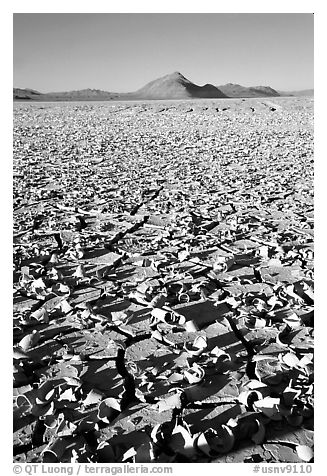 Playa with peeling dried mud, early morning, Black Rock Desert. Nevada, USA