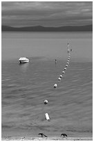 Two birds, buoy line and boat, South Lake Tahoe, California. USA ( black and white)