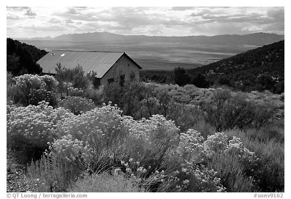 Sage in bloom and cabin, Snake Range. Nevada, USA (black and white)