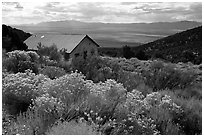 Sage in bloom and cabin, Snake Range. Nevada, USA (black and white)