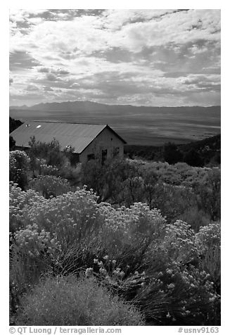 Sage in bloom and cabin, Snake Range. Nevada, USA