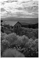 Sage in bloom and cabin, Snake Range. Nevada, USA (black and white)