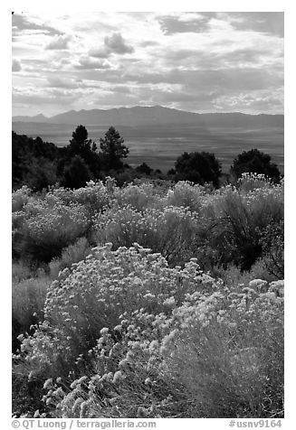 Sage in bloom, Snake Range. Nevada, USA (black and white)