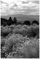 Sage in bloom, Snake Range. Nevada, USA ( black and white)
