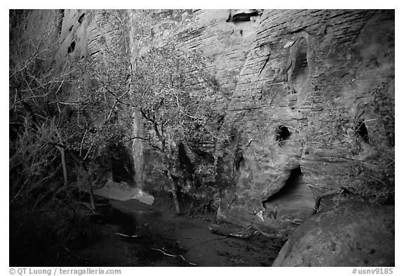 Hidden spring. Red Rock Canyon, Nevada, USA (black and white)