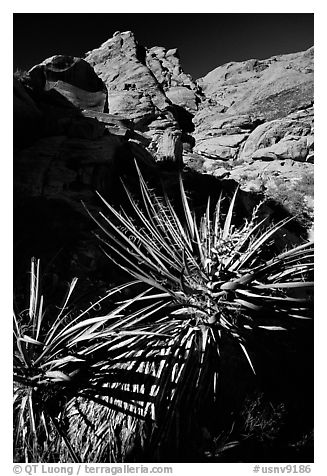 Yucca and red rocks. Red Rock Canyon, Nevada, USA