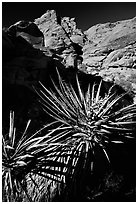 Yucca and red rocks. Red Rock Canyon, Nevada, USA ( black and white)