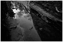 Sandstone walls refected in a spring. Red Rock Canyon, Nevada, USA (black and white)