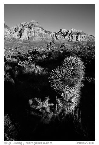 Yucca and cliffs. Red Rock Canyon, Nevada, USA