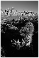 Yucca and cliffs. Red Rock Canyon, Nevada, USA ( black and white)
