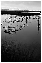 Marsh at sunrise, Havasu National Wildlife Refuge. Nevada, USA ( black and white)