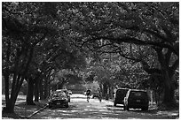 Tree-line street, Museum District. Houston, Texas, USA ( black and white)