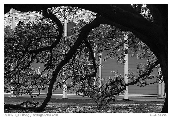 Live oak in front of Menil Collection. Houston, Texas, USA (black and white)