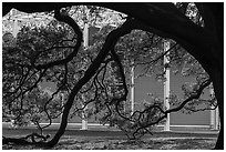 Live oak in front of Menil Collection. Houston, Texas, USA ( black and white)
