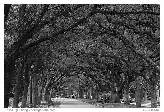 Tree tunnel, North Boulevard. Houston, Texas, USA (black and white)