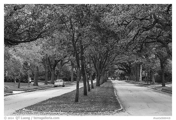 South Boulevard. Houston, Texas, USA (black and white)