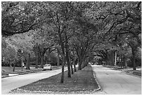 South Boulevard. Houston, Texas, USA ( black and white)