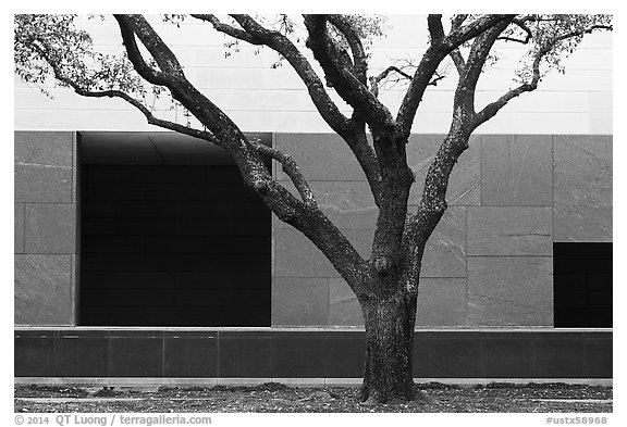 Tree and wall, Museum of Fine Arts. Houston, Texas, USA (black and white)
