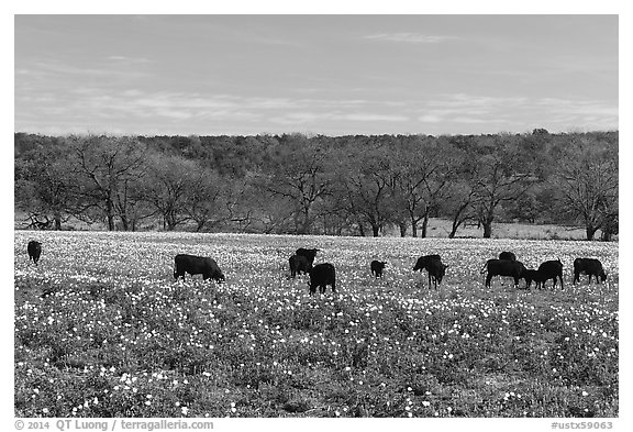 Cows in flower-filled meadow. Texas, USA (black and white)