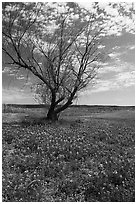 Bluebonnets and lone tree, Tow. Texas, USA ( black and white)