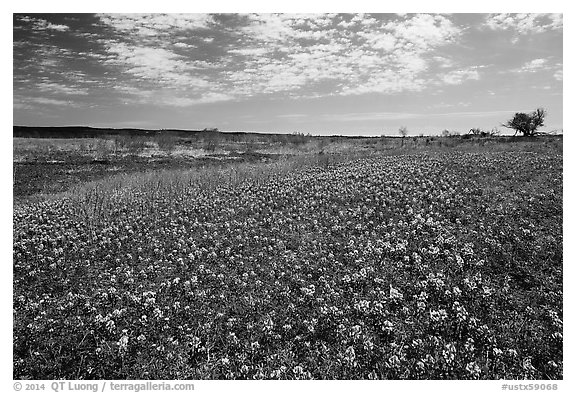 Carpets of Bluebonnets. Texas, USA (black and white)