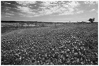 Carpets of Bluebonnets. Texas, USA ( black and white)