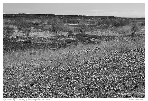 Bluebonnets and newly leafed trees. Texas, USA (black and white)