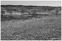 Bluebonnets and newly leafed trees. Texas, USA ( black and white)