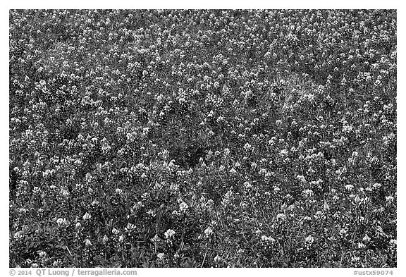 Patch of Bluebonnet flowers. Texas, USA (black and white)