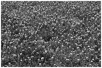 Patch of Bluebonnet flowers. Texas, USA ( black and white)