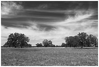Meadow with wildflower and oak trees. Texas, USA ( black and white)
