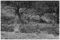 Blubonnets, cactus, and trees. Texas, USA ( black and white)