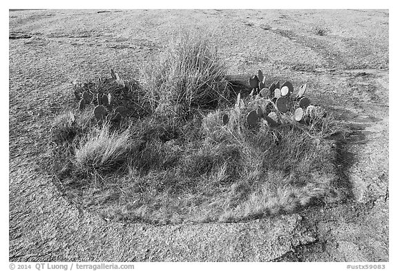 Vegetation island on top of Enchanted Rock. Texas, USA (black and white)