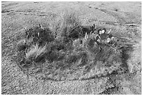 Vegetation island on top of Enchanted Rock. Texas, USA ( black and white)