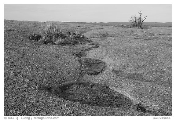 Vegetation amidst bare granite, Enchanted Rock. Texas, USA (black and white)