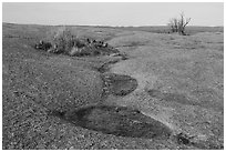 Vegetation amidst bare granite, Enchanted Rock. Texas, USA ( black and white)